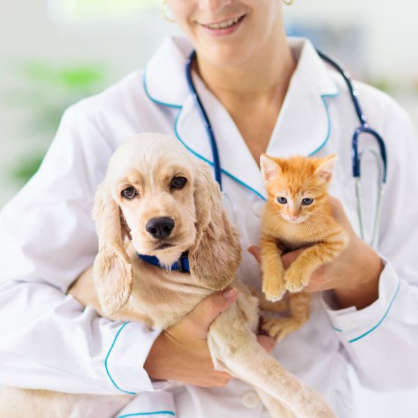 vet holding a puppy and a kitten