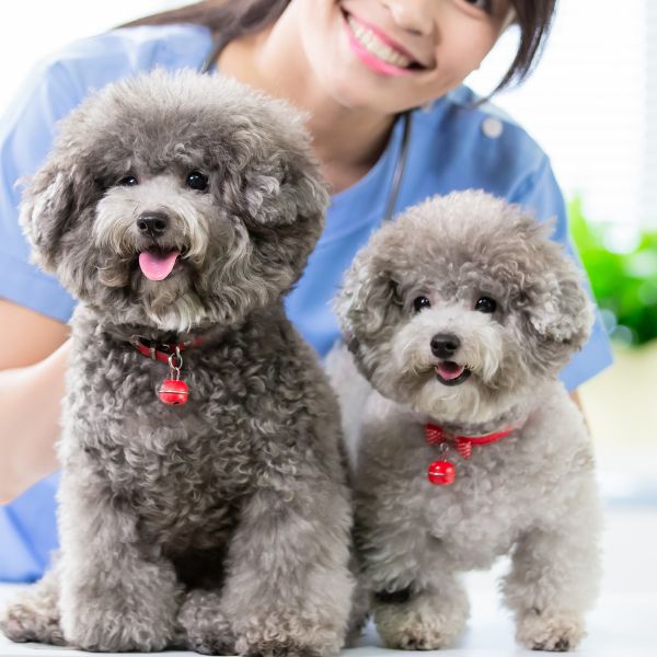 vet staff with two dogs